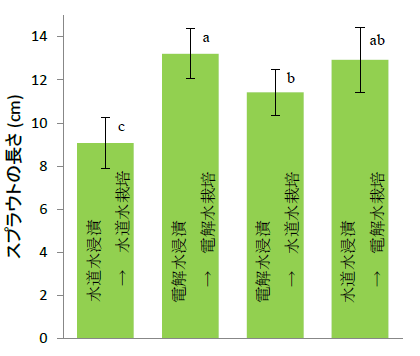 図2 微酸性電解水 (ACC 10ppm) 処理による大豆スプラウトの生長促進