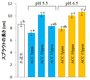 図3 異なるpH、ACCで微酸性電解水処理した大豆スプラウトの長さ