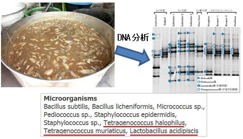 図２　淡水魚の塩辛様発酵食品（Plaa-raa）から同定された耐塩性乳酸菌（下線部）について新規の情報を追加