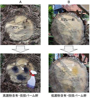 図１　ヨウ素溶液噴霧によるパーム幹中の澱粉濃度の迅速判別法