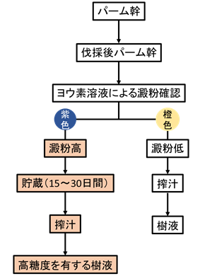 図３　貯蔵工程を考慮した伐採パーム幹からの樹液搾汁工程