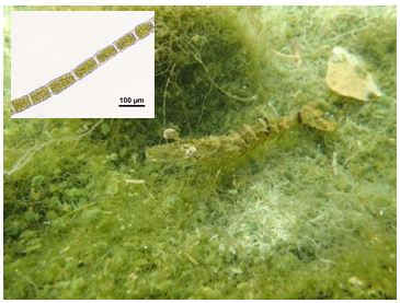 図１ ジュズモ属緑藻とウシエビ．左上は藻体の顕微鏡写真