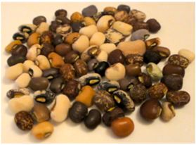 Fig. 1. Various cowpea grains