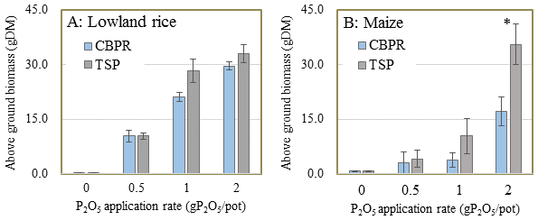 Fig. 1. Effect of applying calcined PR and TSP on aboveground biomass yield of lowland rice (A) and maize (B)