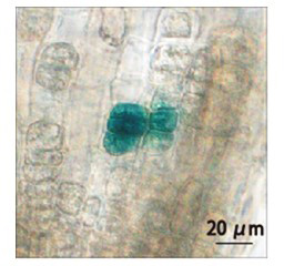 Fig. 2. GUS expression induced by infrared laser irradiation of target cells in Arabidopsis lateral root tips.