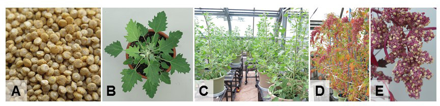 Fig. 1. Morphological characteristics of quinoa (Kd) plants.Fig. 1. Morphological characteristics of quinoa (Kd) plants.