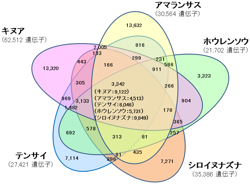 図2　キヌアの遺伝子と近縁種等の遺伝子の比較