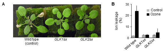 Fig. 1. Sensitivity to ozone of GLK1/2-downregulated Arabidopsis.