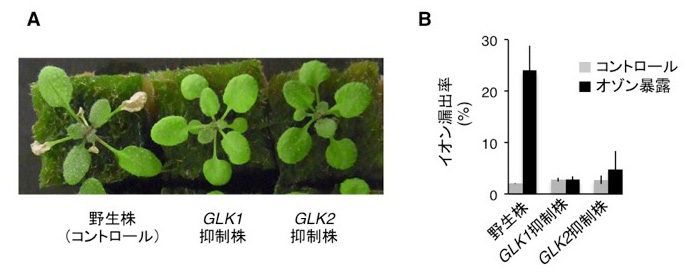 図1. GLK1,GLK2転写因子の機能を抑制した植物のオゾン耐性