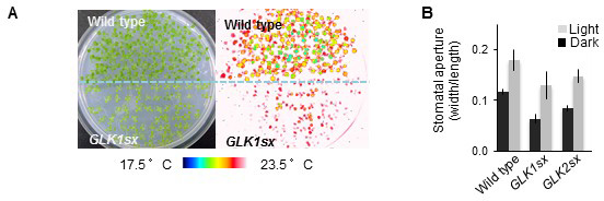 Fig. 2. Transpiration and stomatal aperture of GLK1/2-downregulated Arabidopsis.
