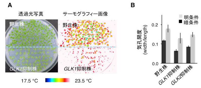 図2. オゾン耐性を持つGLK1, GLK2抑制植物の気孔開度