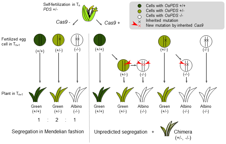 Fig. 2. Diagrammatic model of unpredicted segregation.