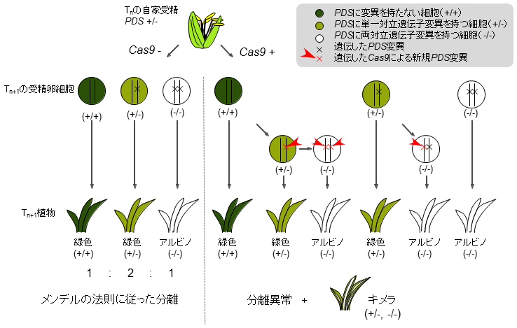 図2 CRISPR/Cas9により導入した変異遺伝子の分離異常発生の模式図