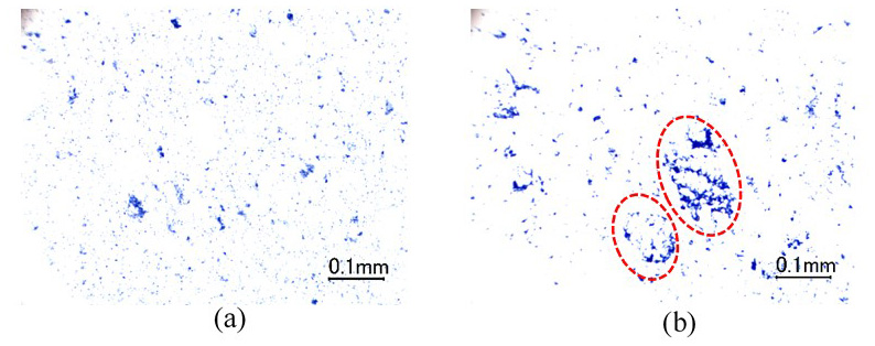 Fig. 3. Protein localization in fermented (a) and non-fermented (b) rice noodles.