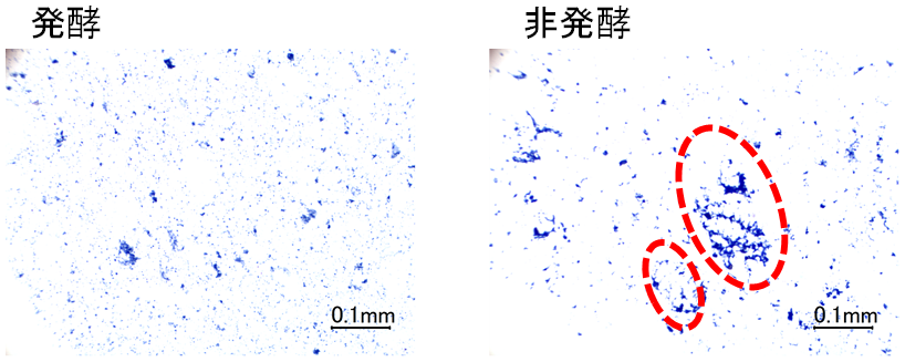 図３ 米麺中のタンパク質の局在