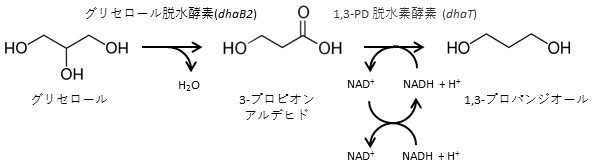 図1　嫌気性細菌におけるグリセリンからの1,3-PD生合成経路