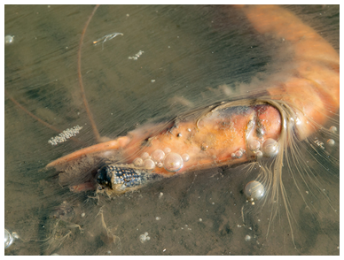 Fig. 1.	Giant tiger prawn infected with YHV at an earthen shrimp pond
