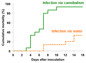 Fig. 2.	Cumulative mortalities during a 16-day experiment between infected aquariums (through cannibalization and water borne routes)
