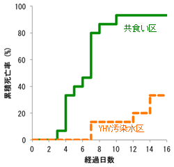 図2\t 共食い区及びYHV汚染水区における実験開始後16日間の累積死亡率