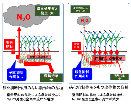 農作物の生物的硝化抑制能力と窒素肥料のゆくえ