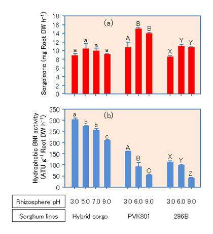 Fig. 2. Rhizosphere pH influence on the release of sorgoleone (a) and hydrophilic nitrification inhibitors (b) from sorghum roots, respectively