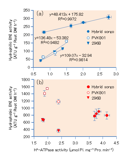 Fig. 3. Relationship between PM H+-ATPase activity and hydrophilic (a) or hydrophobic (b) BNI activity, respectively, in root systems of sorghum