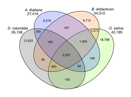 Fig. 2. Venn diagram showing conserved and unique genes at 1:1 correspondence among D. rotundata, Arabidopsis thaliana, Brachypodium distachyon, and Oryza sativa. Total gene counts in each genome are given below the species name.
