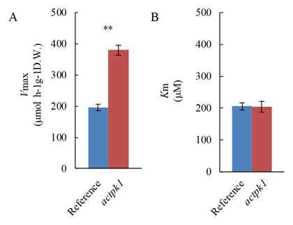 Fig. 1. Kinetic properties of HAT in actpk1 mutant