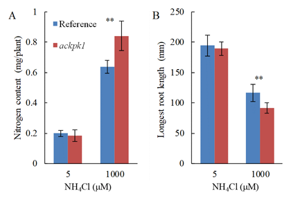 Fig. 2. Total nitrogen content (A) and longest root length (B).