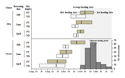 Fig. 3. Effects of ratooning time and photoperiodic treatment on heading dates of JW4 and JW630.
