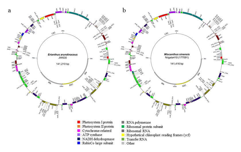 Fig. 1. Chloroplast genome maps of Erianthus arundinaceus (a) and Miscanthus sinensis (b). 