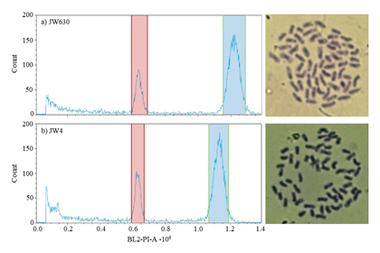 Fig. 1. Histograms of relative DNA content and mitotic metaphase chromosome preparations of Erianthus arundinaceus from temperate (a) and subtropical (b) zones. 