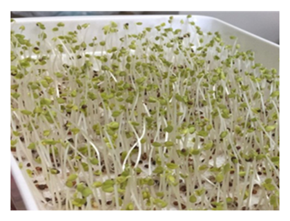 Fig. 1. Broccoli sprouts cultivated with slightly acidic electrolyzed water