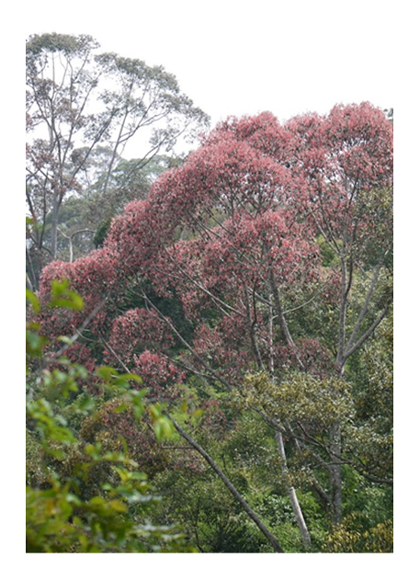 Fig. 1. Seeding of S. curtisii (at Semangkok Forest Reserve in July 2014)