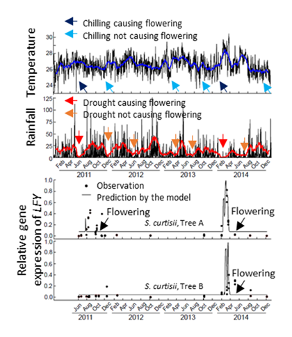 Fig. 2. Daily temperature and rainfall (top), and expression of flowering gene during observation period (bottom)