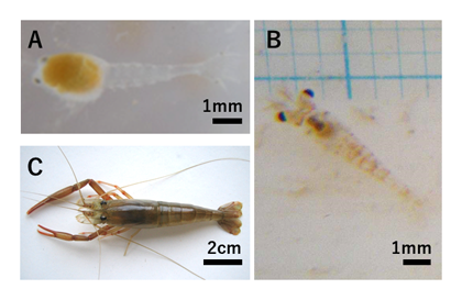 Fig. 1. The developmental stages of M. yui.