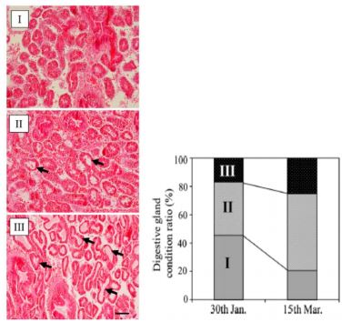 Fig. 4. Condition of epithelial cells in the digestive gland of the blood cockle before and after the mass mortality event.