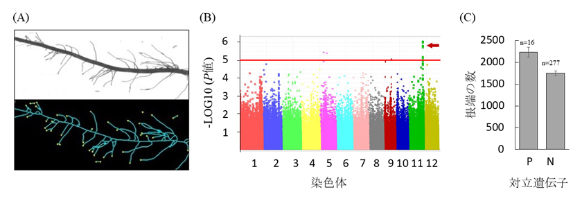 図1 ゲノムワイド関連解析によるイネの側根形成に関与する遺伝子座の特定