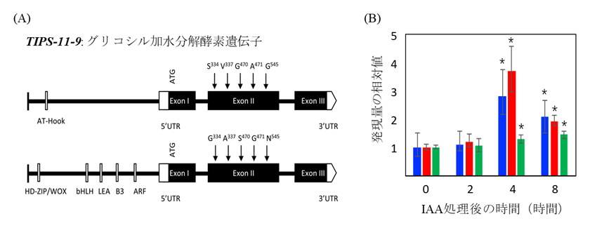 図2 側根形成に関与する遺伝子の候補TIPS-11-9の特徴付け