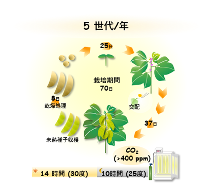 図1 開発した技術により年5回のダイズの世代促進が可能になる