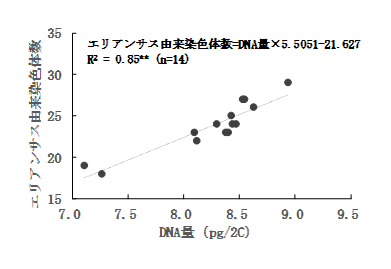 図3 DNA量とエリアンサス由来染色体数