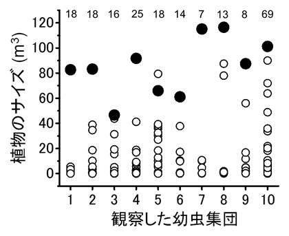 図2 夜間に幼虫が群がった植物のサイズ