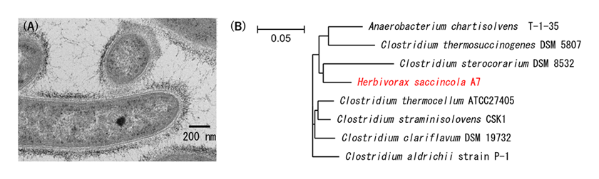 図1 H. saccincola A7の（A）透過型電子顕微鏡写真と(B)系統樹