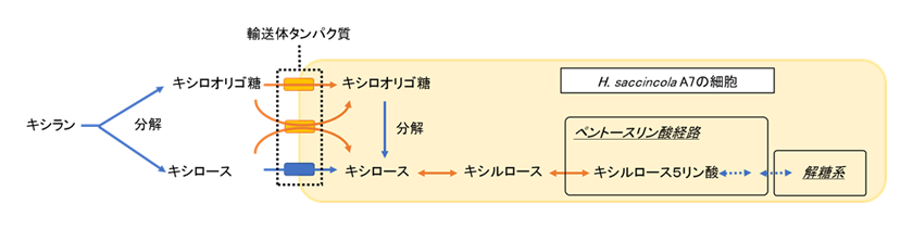 図2 H. saccincola A7の持つユニークなキシロオリゴ糖とキシロース代謝経路