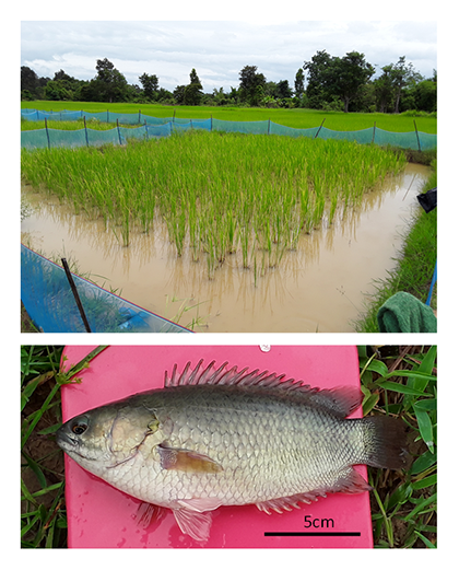 図1 養魚水田（上）と収獲されたキノボリウオ（下、体長約18 cm）