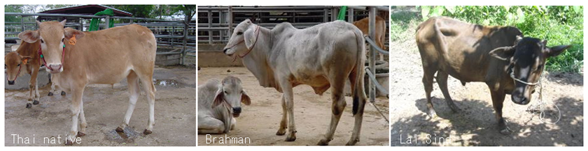 Photo 1. Cattle breeds used in measuring methane emissions