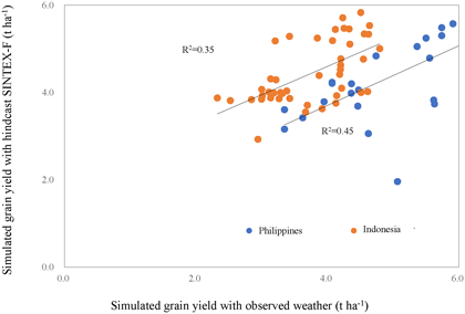 Fig. 3. Grain yield predictability through statistically downscaled SINTEX-F in ORYZA