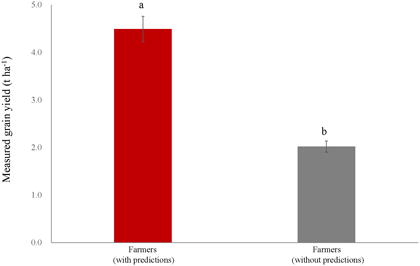 Fig. 4. Improvement in farmers’ grain yield with predictions for optimum sowing timing. Bars in the graph show measured grain yield for the group of farmers with predictions for optimum sowing period and others without predictions. Five farmers were selec