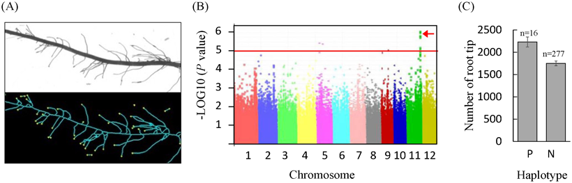 Fig. 1. Detection of a QTL related to lateral root development through GWAS.