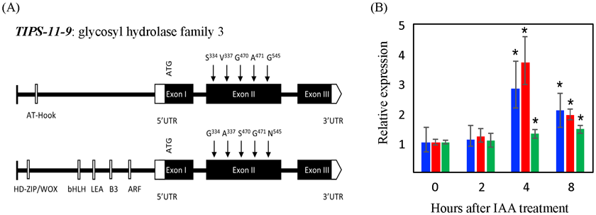 Fig. 2. Characterization of candidate gene TIPS-11-9 for lateral root development at qTIPS-11.